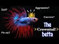 How to care for a CROWNTAIL betta fish