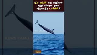 #Dolphine | #Jump | #Shorts | ஒரே ஜம்பில் கிறு கிறுவென சுற்றி கிர்ரென தலை சுற்றவைத்த டால்பின்.!!