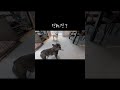 おしっこの犯人は フレンチブルドッグ フレブル フレブル6兄弟 多頭飼い 多頭飼いの日常 shorts shortsvideo frenchbulldog frebull