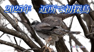 2025年初め　近所で初探鳥