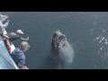 whale watching hervey bay up close and personal