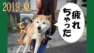 甲斐犬と柴犬がいる日常【2019夏】です＝！