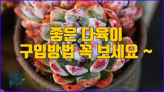 건강한 다육이 구입 방법 꼭 보세요(succulent)