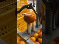 the process of peeling an orange good tools and machinery make the work easy