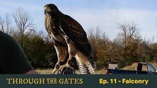 Ep. 11 - Falconry