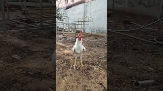 #எங்க ஓனர் போயிட்டு வர 😂😆🤣#farming #chicken #funny #comedy #like #follow