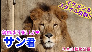 【2024年 東北ZOO遠征② 八木山動物公園】2024.11.28 イケメンサン君の可愛い寝相🦁✨