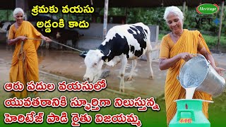 ఆరు పదుల వయసులోయువతరానికి స్ఫూర్తిగా నిలుస్తున్నహెరిటేజ్ పాడి రైతు విజయమ్మ