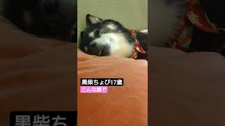 黒柴ちょび17歳#shorts#shibainu #柴犬 #黒柴ちょび #黒柴#老犬