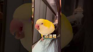 任信在哪裡?在這裡~ 每天玩不膩的孩子~ #parrottalking #parrot