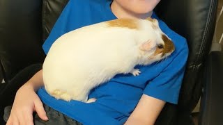 Massive Guinea Pig