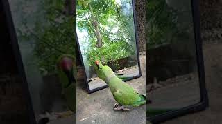 Talking parrot Abhi സംസാരിക്കുന്ന തത്തമ്മ #Talking indian ring neck parrot #parrot looking mirror