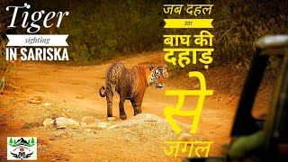 Sariska tiger reserve की शानदार सफारी |सरिस्का टाइगर रिजर्व| yuvraj st-21 sighting in sariska