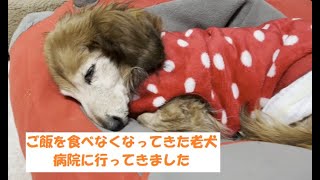 ご飯を食べなくなった老犬【老犬】【シニア犬】【ミニチュアダックス】