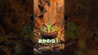 ツノガエルが食いしん坊すぎて可愛すぎたんだけどwww #ツノガエル #カエル #frog