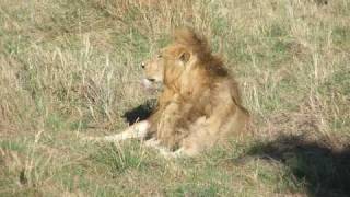 Lions head inside Zebra