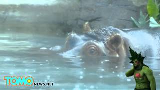 聖地牙哥動物園河馬媽媽生第十一胎