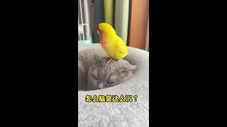 我家猫的家庭“弟”位 #爱动物的艾文 #鹦鹉 #猫咪的迷惑行为