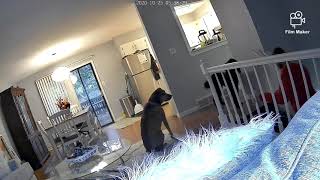 Paranormal security camera footage.