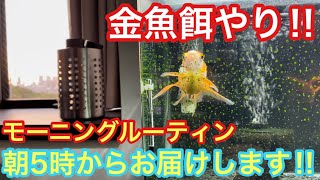 【金魚餌やり】朝5時からお届けします‼︎【モーニングルーティン】