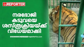 നരഭോജി കടുവയെ ശസ്ത്രക്രിയയ്ക്ക് വിധേയമാക്കി; ചികിത്സിക്കാന്‍ വിദഗ്ധ സംഘം