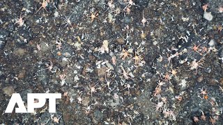 AI Unlocks Secrets of Antarctica’s Deep-Sea Creatures | APT