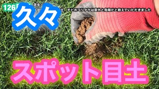 【芝生壊滅・TM9】126日目　久々にスポット目土　チビホコリタケは意外と危険だと