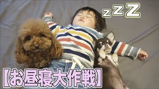 トイプードルとチワワの子犬☆お昼寝嫌いの赤ちゃんを寝かしつけられるか！？