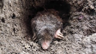 How to drive away moles from our to the neighbor's yard