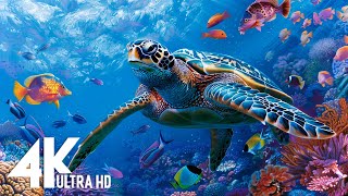 4K Underwater Wonders + Relaxing Music - Coral Reefs & Colorful Sea Life in UHD