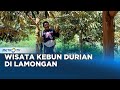 Wisata Kebun Durian, Nikmatnya Makan Durian Langsung di Kebun