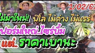 0844973489 ไม้มาใหม่ ฟิโลไม้ด่างไม้แรร์ ฟอร์มใหญ่ไซร์บึ้ม แต่! ราคาเบา 1/02/67