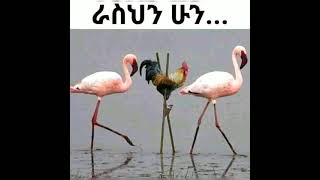 አጠር ያለች ግጥም