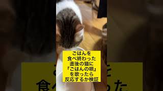 ごはんを食べ終わった直後の猫にごはんの唄を歌ったら#shorts