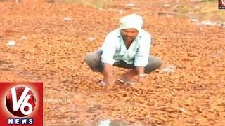 Rains Leave Telangana Farmers In great Loss