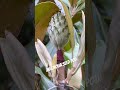 magnolia seed pod magnolia seed nature plantseeds shorts flower