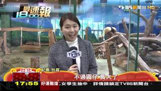 走春好擠動物園湧3.3萬人　搭貓纜等2小時