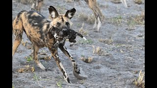 African Wild Dogs - Mayhem at the Savuti Den