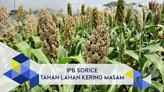 IPB Pedia: IPB Sorice, Sorgum Unggul untuk Tanah Marginal