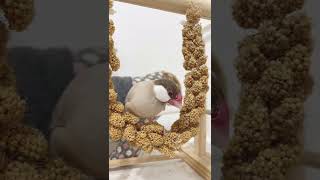 文鳥暖暖 吃小米穗鞦韆  | 暖茶文鳥町