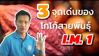 3 จุดเด่น ของโกโก้สายพันธุ์ I.M.1 | Southern Thai Cocoa System