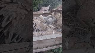 Vulture Mom does some nest repairs #shorts #birds #wildlife #animals #birdcams #live #nature