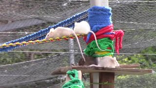 次々とロープを渡るハツカネズミ （野毛山動物園）Mouse crossing the rope