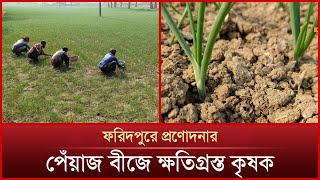 ফরিদপুরে প্রণোদনার পেঁয়াজ বীজে ক্ষতিগ্রস্ত কৃষক | Mytv News