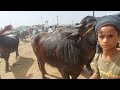 madhiyai pashu mandi murra katri haryana bhes jhota race kurbani katiya qurbani paddi bakr