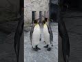 2024年3月31日 旭山動物園 キングペンギン