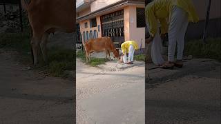 Inti dhoop me cow mata ko khana khilaya #cow #charity #food #animals