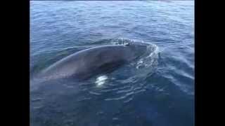 Minke Whale Species Identification