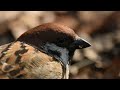 【スローモーションで野鳥観察】スズメ【特別な事は何も起こらない動画】