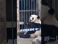 白天~奶爸怎么还不走 panda cute 大熊猫 熊 熊 一方水土养一方熊猫